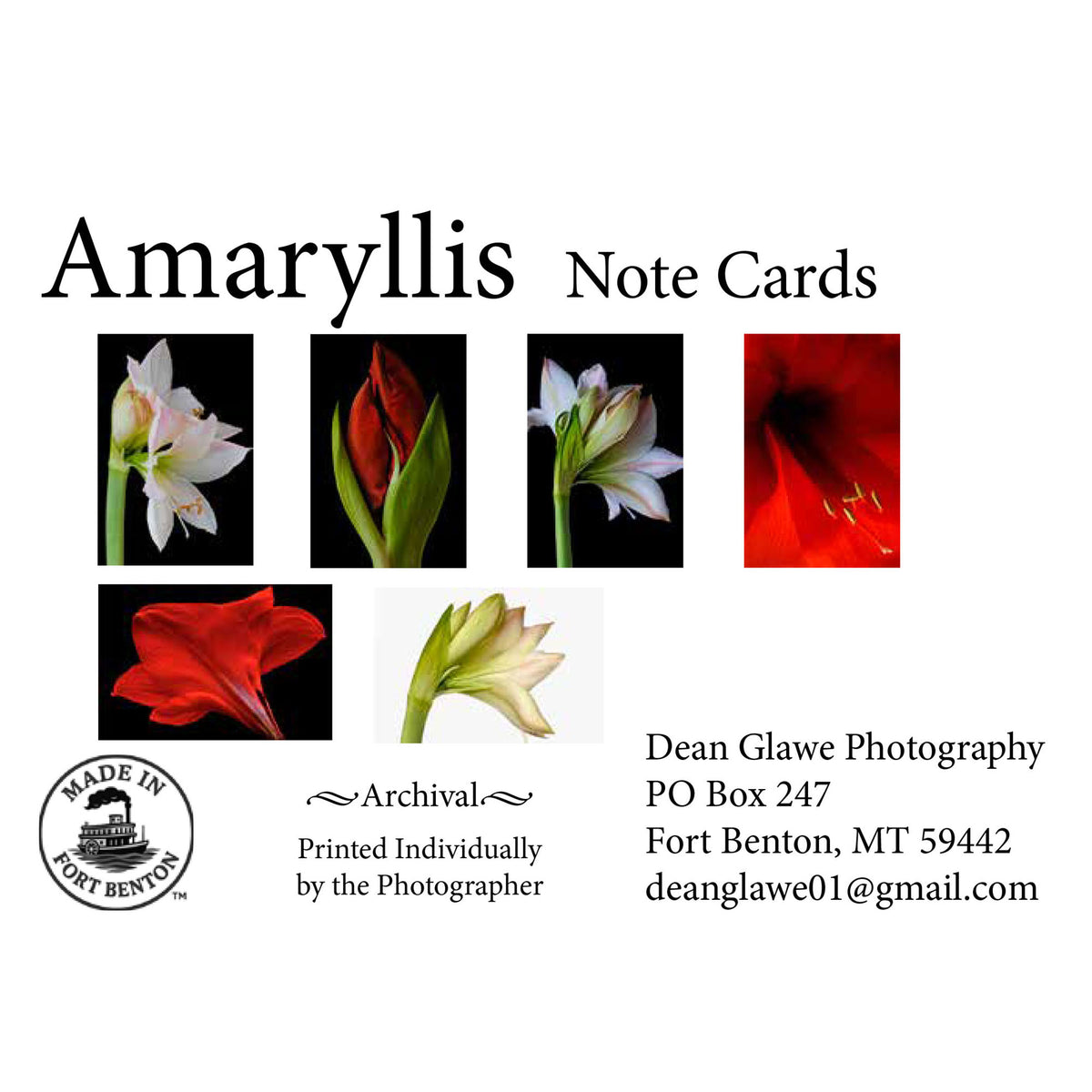 Amaryllis (Note Card Set)