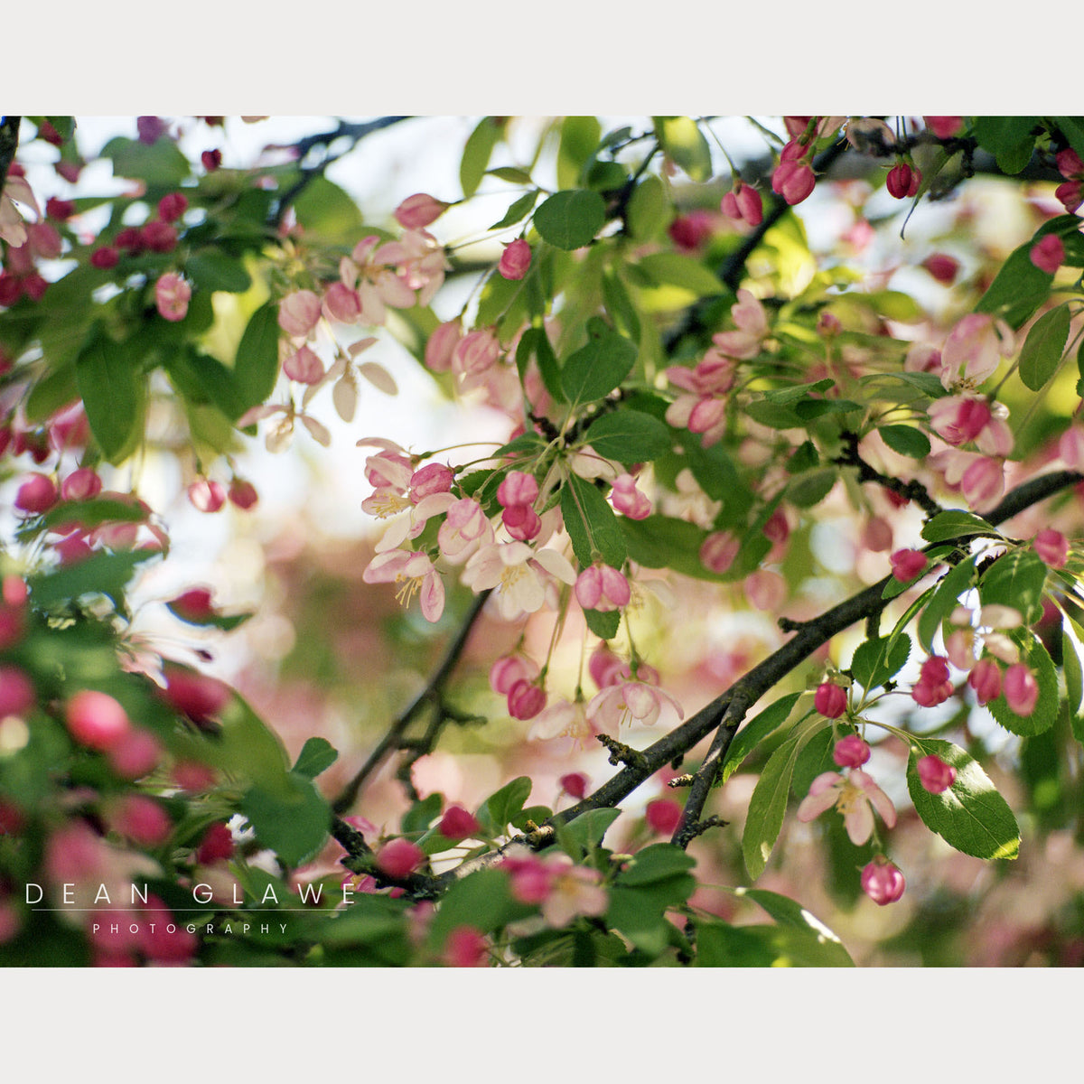 Apple Blossoms 2, 14x11, Fine Art Print