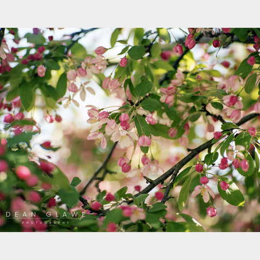 Apple Blossoms 2, 14x11, Fine Art Print