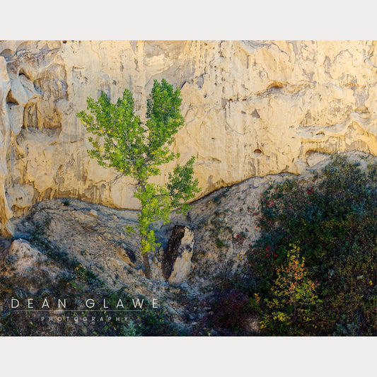 Tree in Wind Canyon, North Dakota (14×11 Fine Art Print)