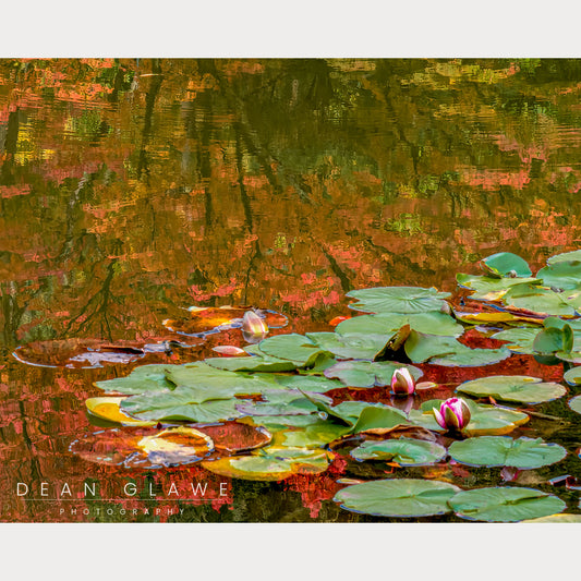 Autumn Lilypads, 20x16, Fine Art Print
