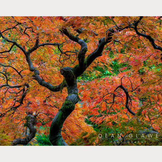 Dancing Maples, 20x16, Fine Art Print