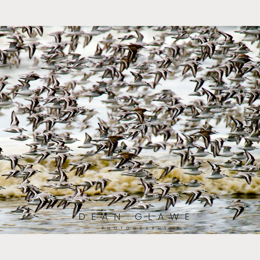 Flight of Terns, 20x16, Fine Art Print