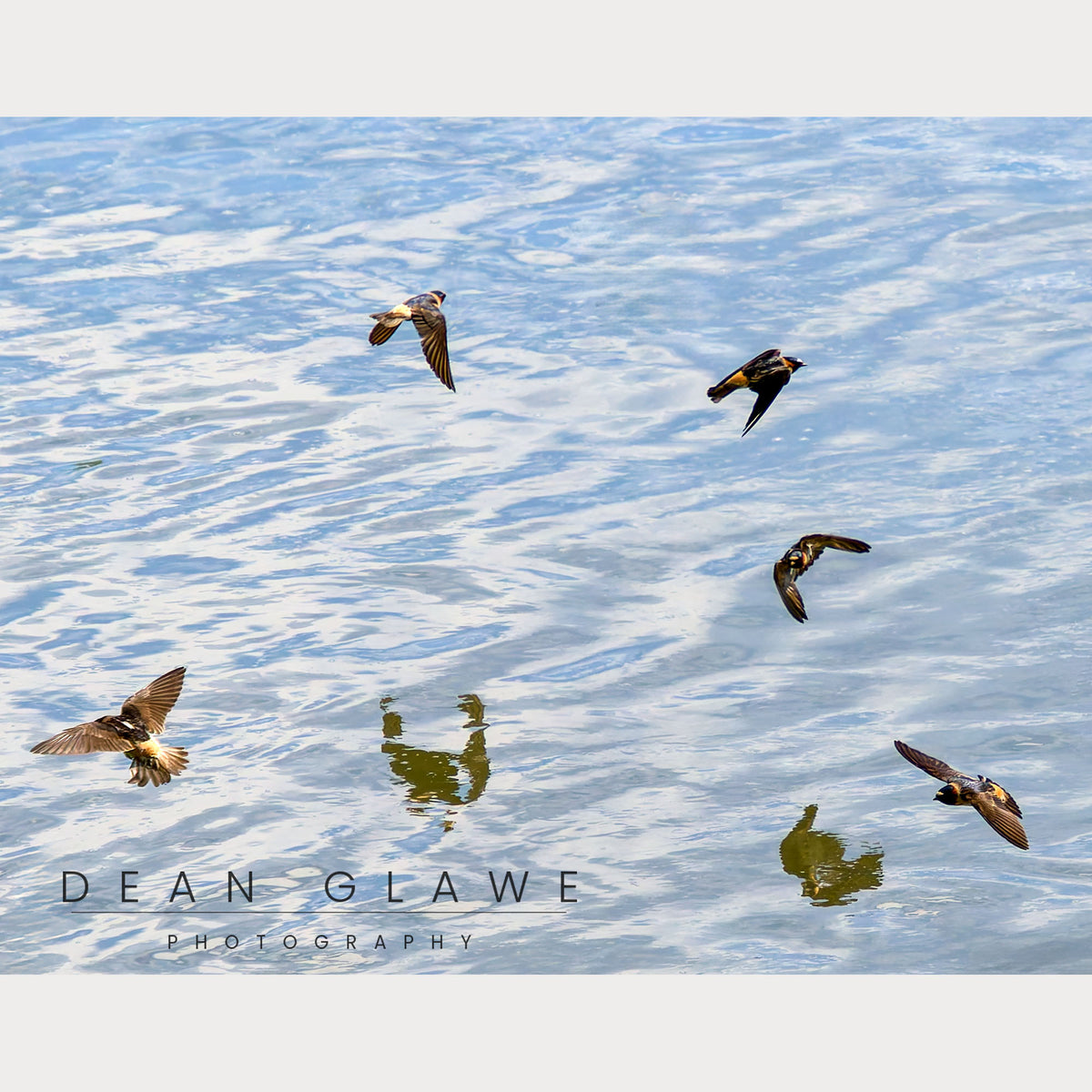 Missouri River Swallows, 14x11, Fine Art Print