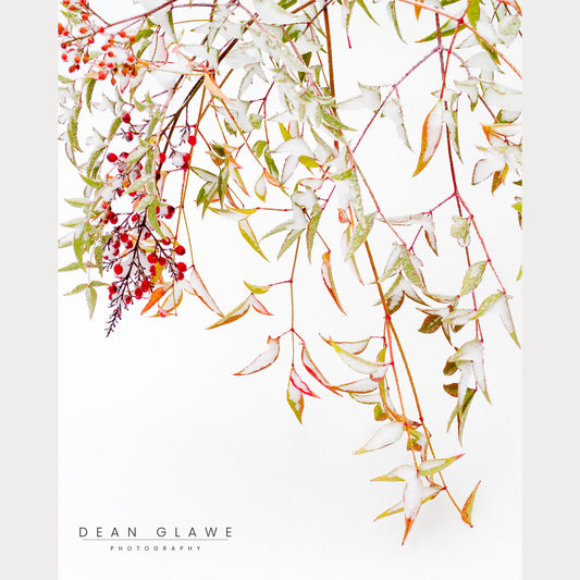 Snowy Nandina - 16x20 Fine Art Print