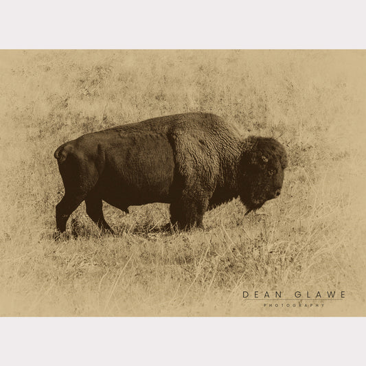 The Old Bull, 30x24, Canvas Print