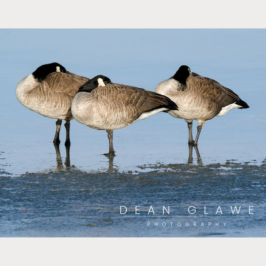 Three Geese, 14x11, Fine Art Print