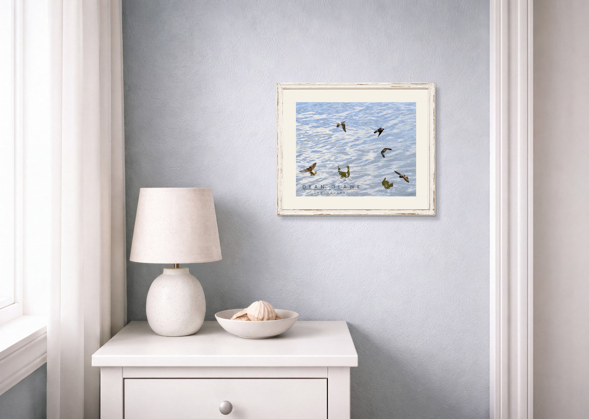 Missouri River Swallows, 14x11, Fine Art Print