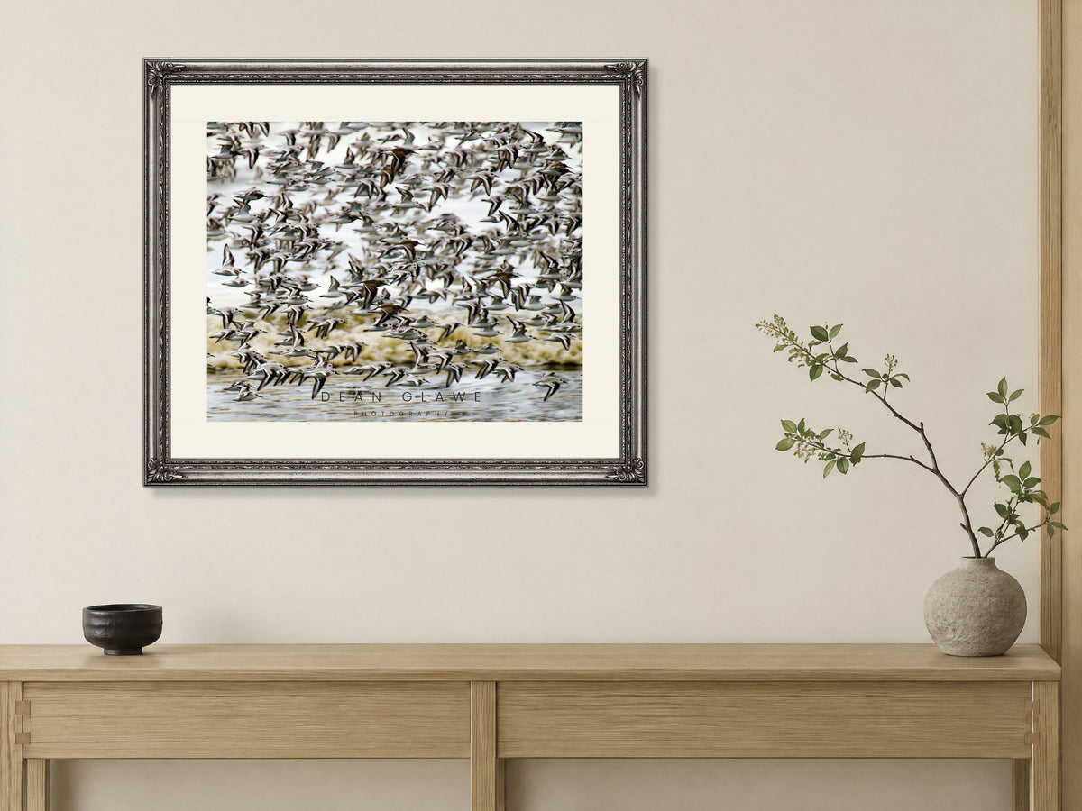Flight of Terns, 20x16, Fine Art Print