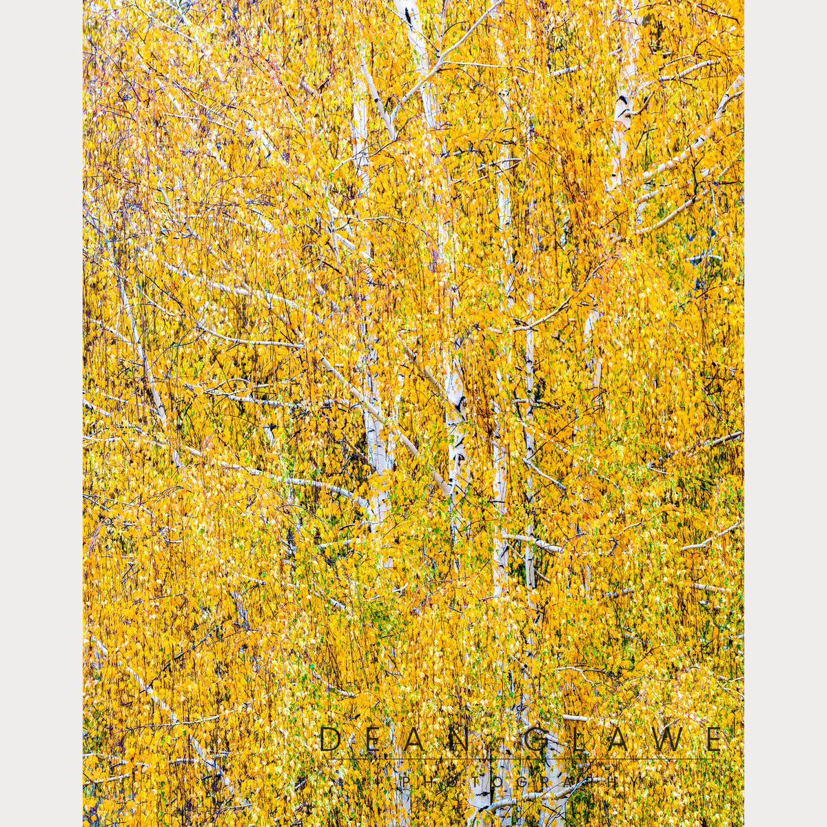 Weeping Birch in Autumn, 16x20, Fine Art Print