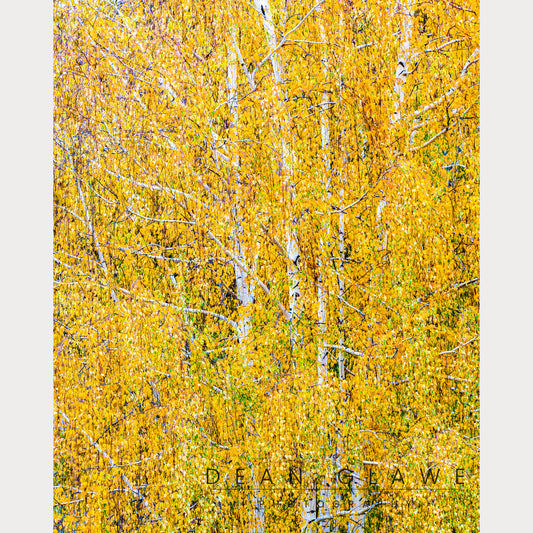 Weeping Birch in Autumn, 16x20, Fine Art Print